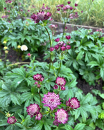 Astrantia - In Variety