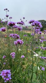 Verbena bonariensis
