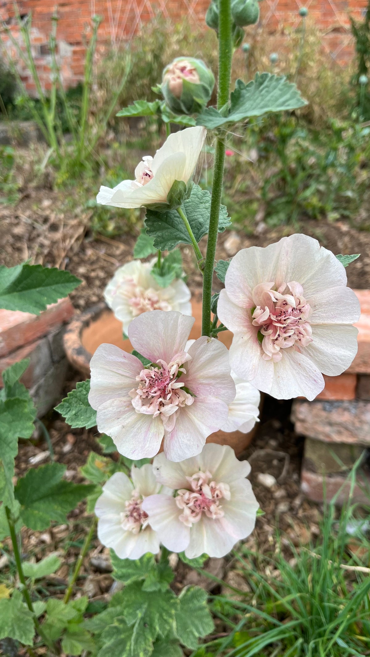 Perennial Hollyhock