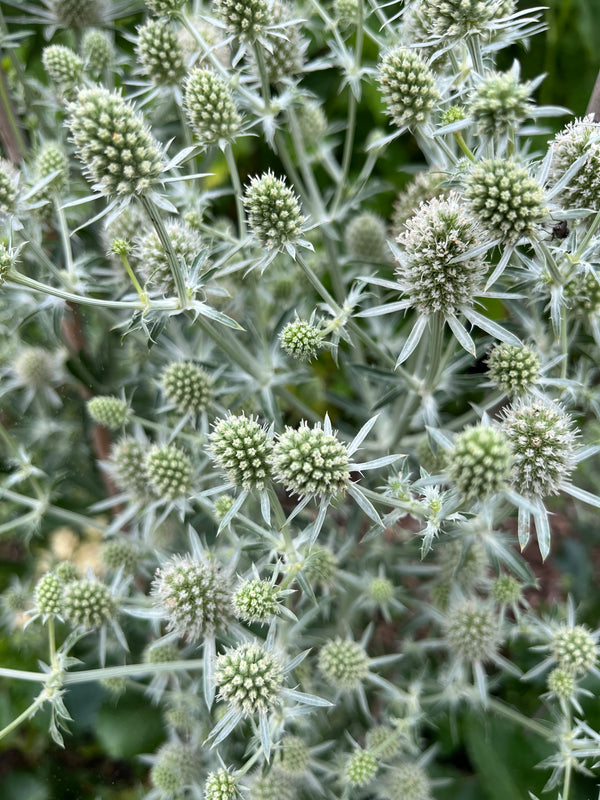 Eryngium White Glitter