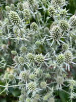 Eryngium White Glitter