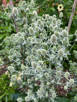 Eryngium White Glitter