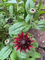 Rudbeckia Cherry Brandy