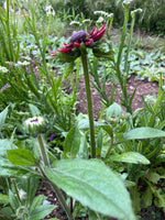 Rudbeckia Cherry Brandy