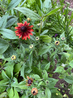 Rudbeckia Cherry Brandy