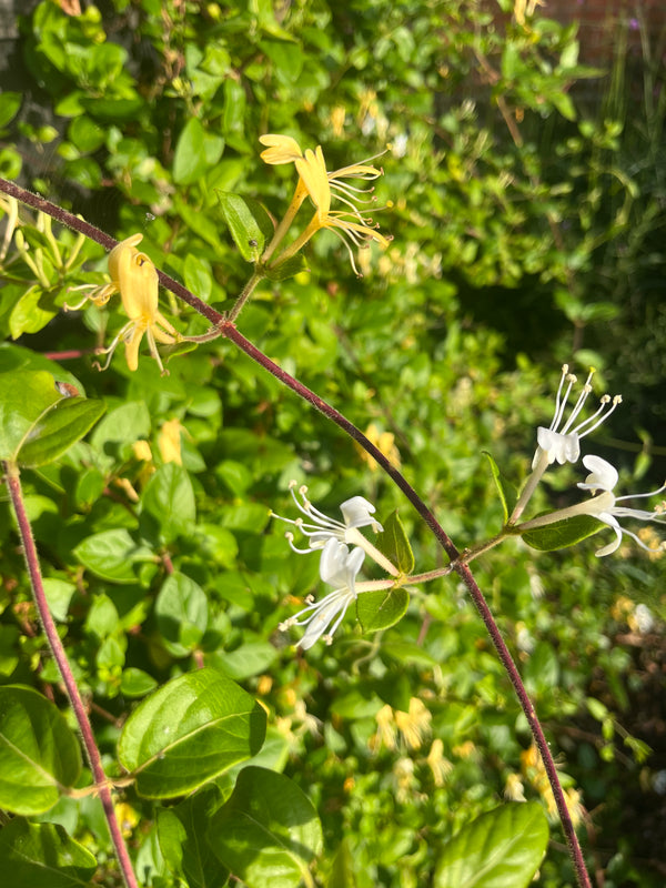 Honeysuckle