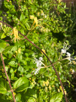 Honeysuckle