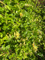 Honeysuckle