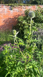 Echinops