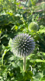 Echinops