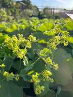 Alchemilla mollis
