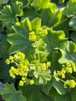 Alchemilla mollis