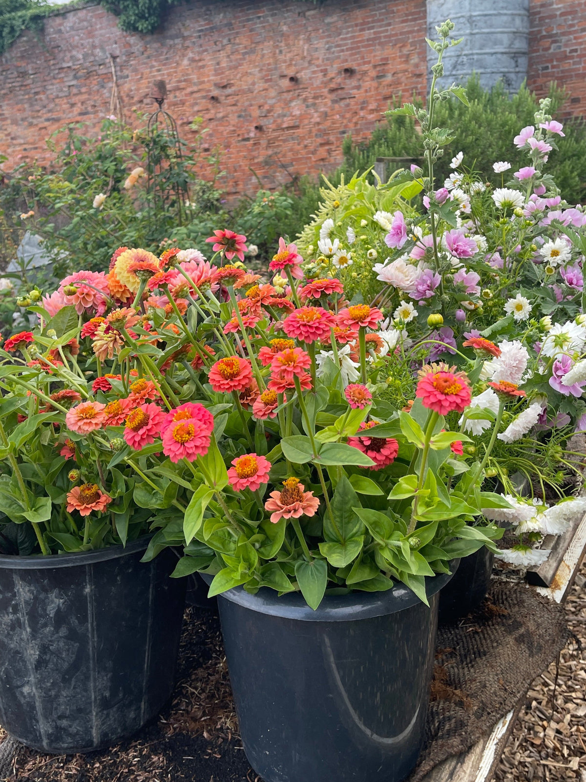 Friend of White Goose – Seasonal Pick-Your-Own Voucher