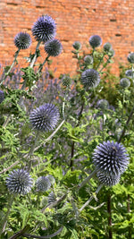 Echinops