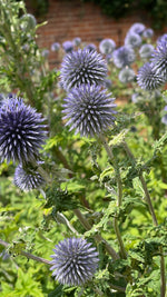 Echinops