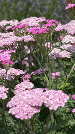 Achillea in variety