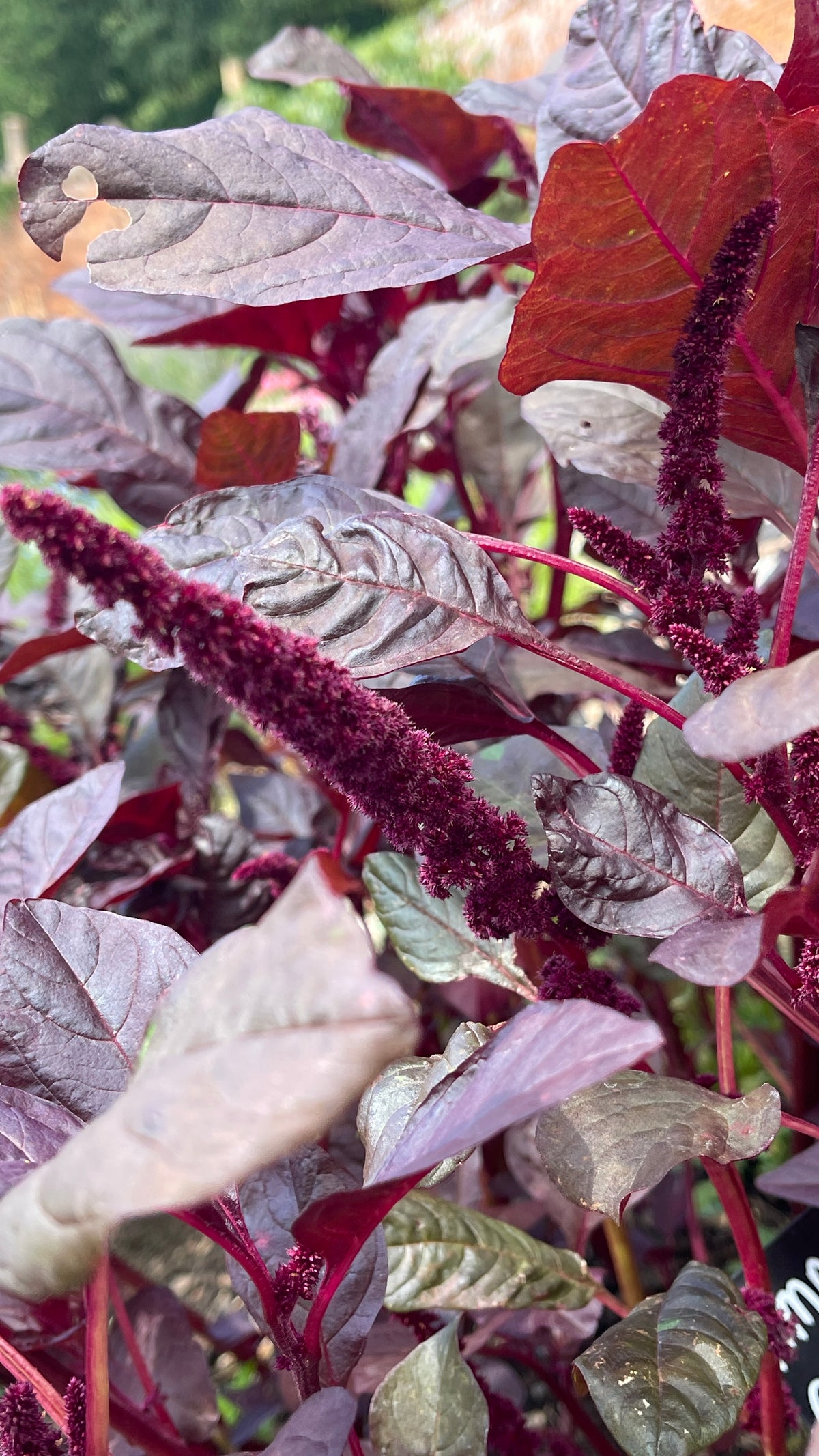 Amaranthus - in variety