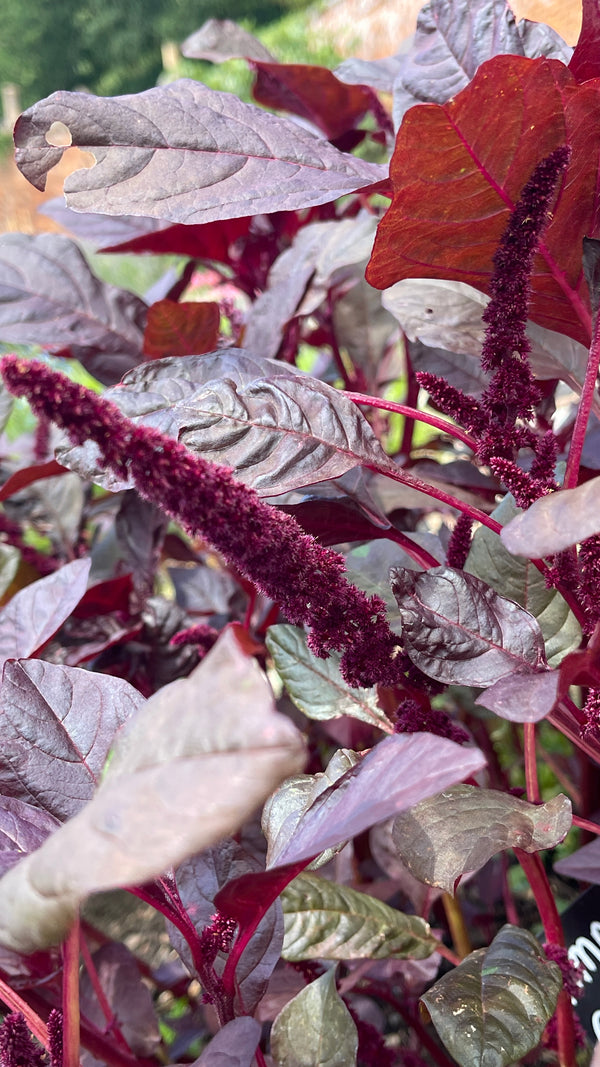 Amaranthus - in variety