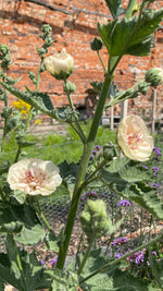 Perennial Hollyhock