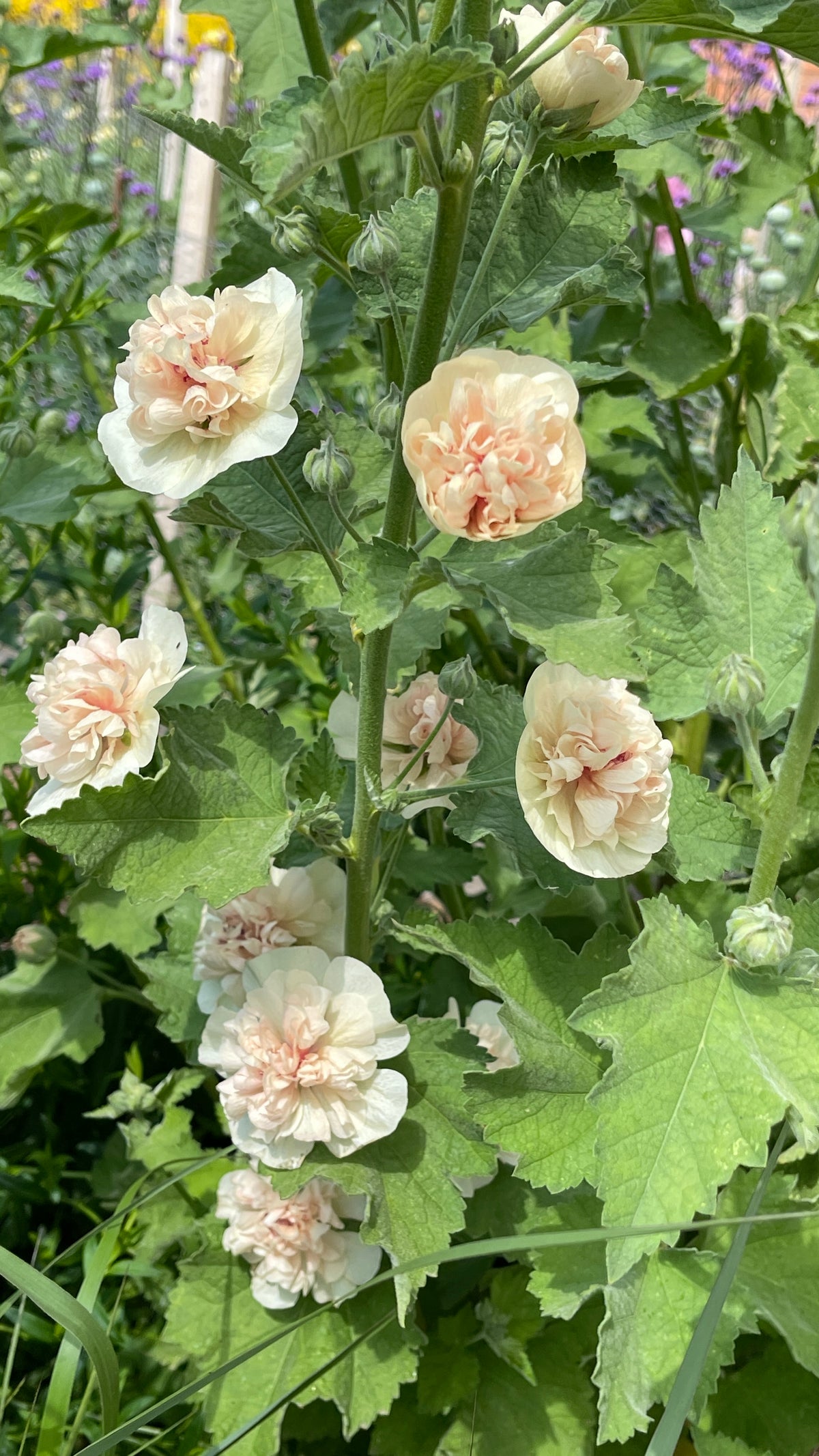 Perennial Hollyhock