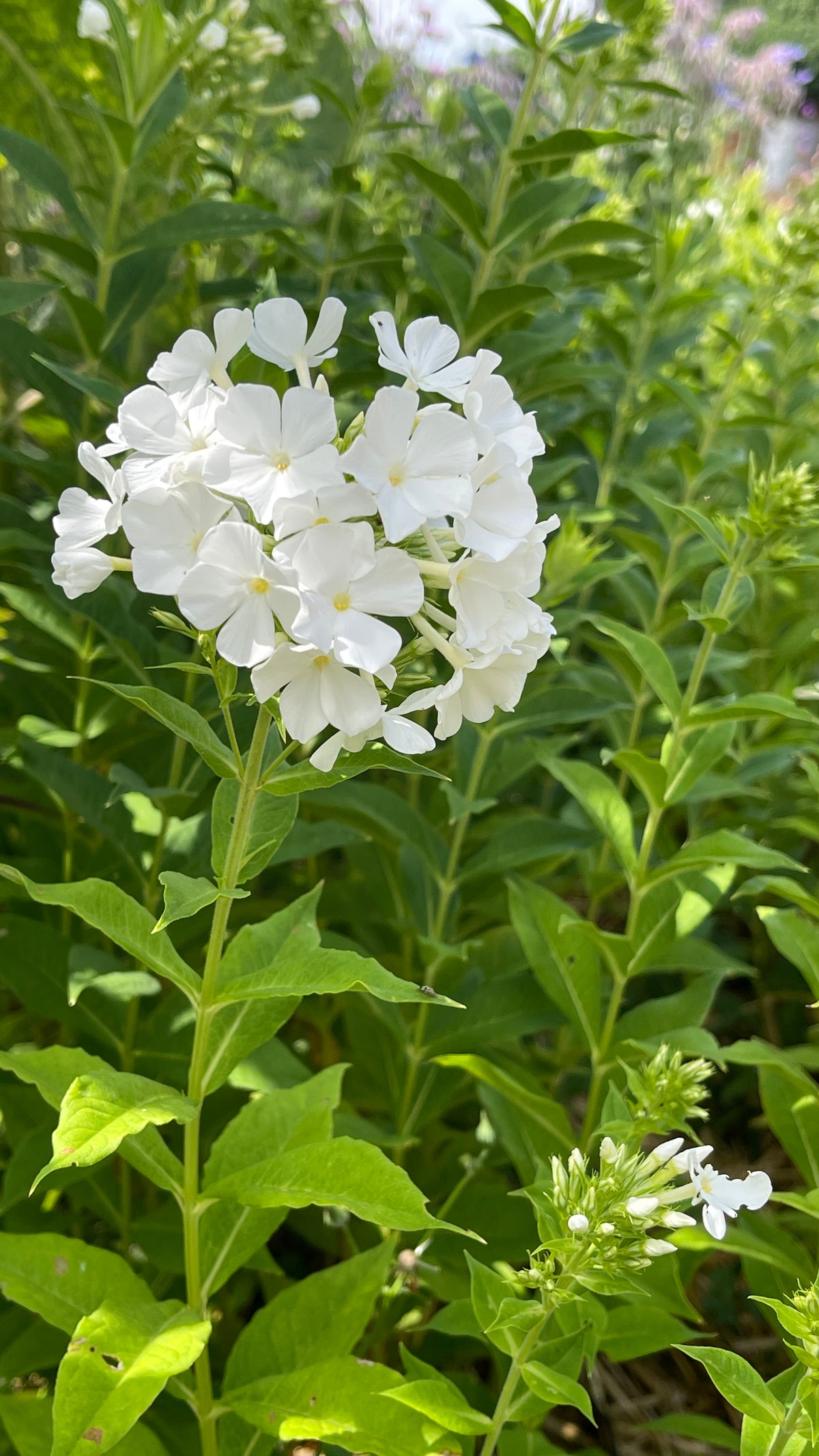 Phlox - White