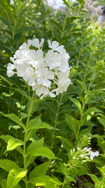 Phlox - White