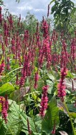 Persicaria 'Raspberry'