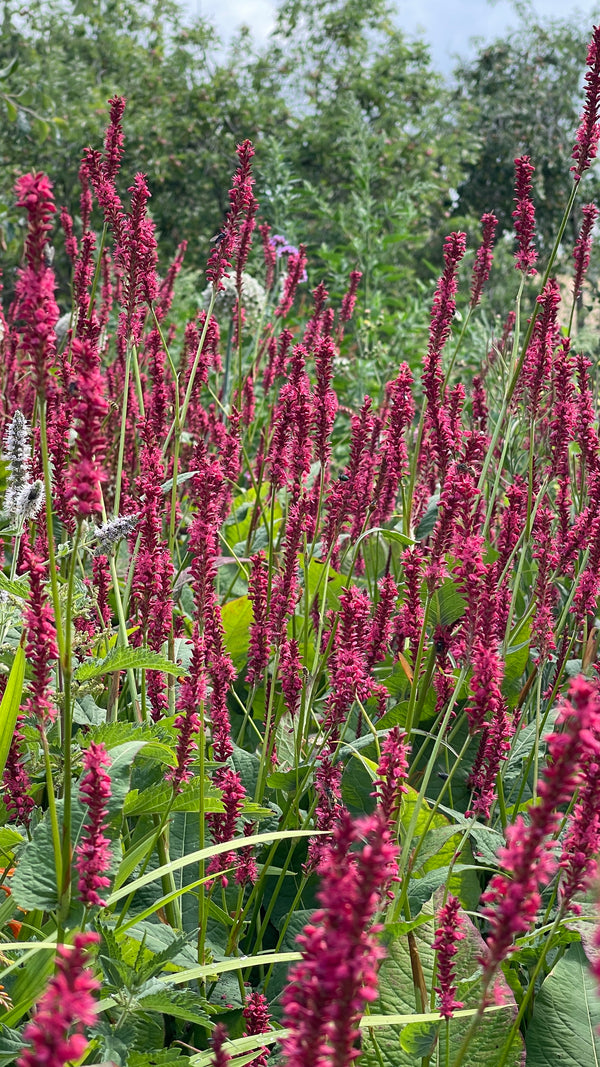Persicaria 'Raspberry'