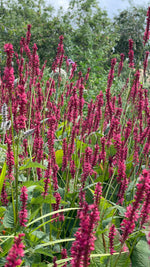 Persicaria 'Raspberry'
