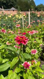Zinnia