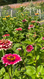 Zinnia