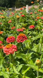 Zinnia