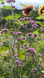 Verbena bonariensis