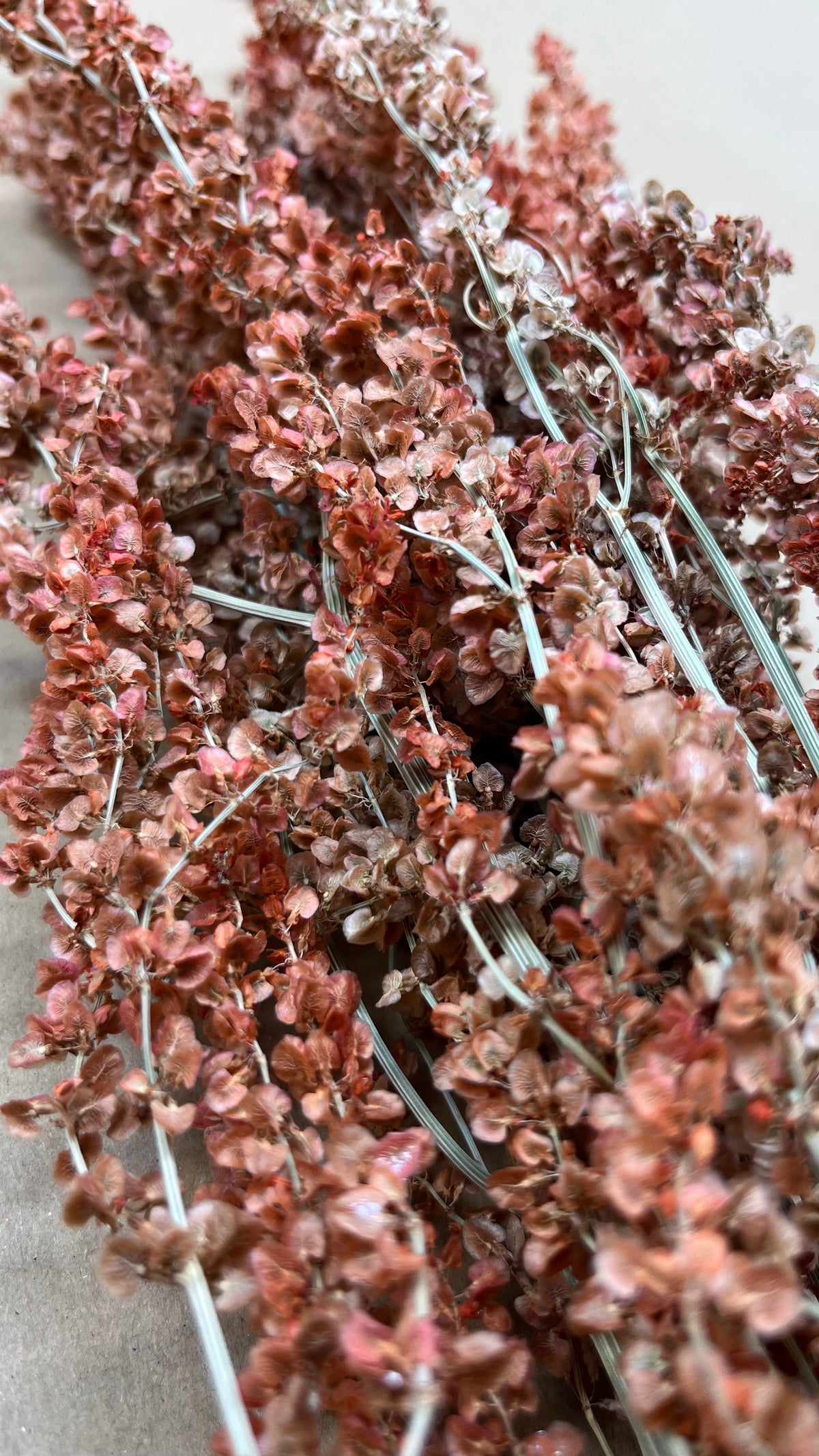 Dried Sorrel Salmon