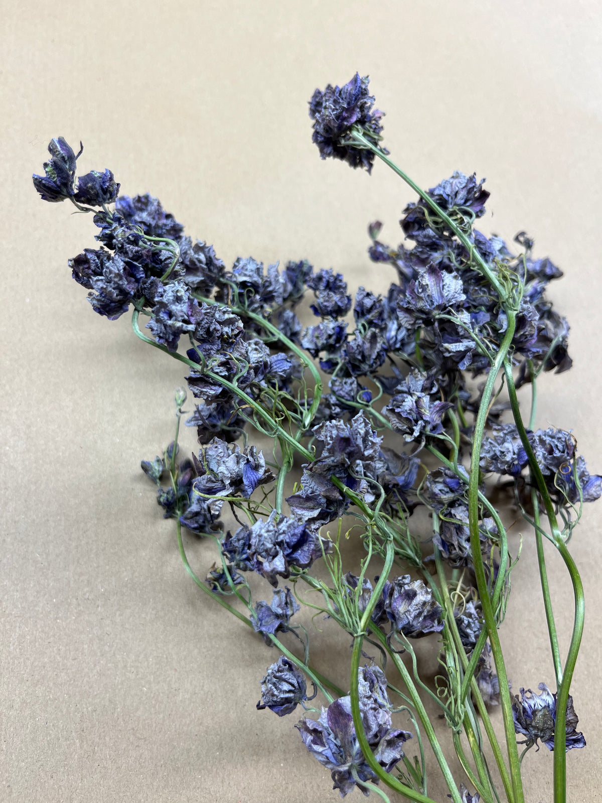 Dried Larkspur Misty Lavender