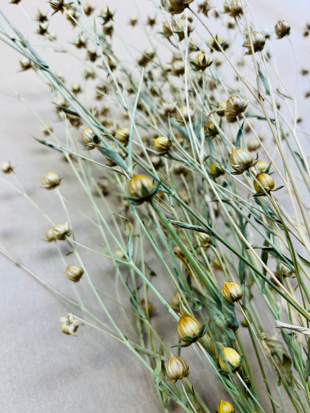 Dried Flax Long Stem