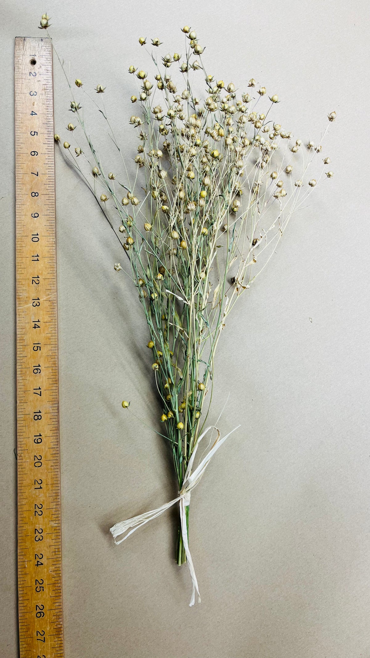 Dried Flax Long Stem