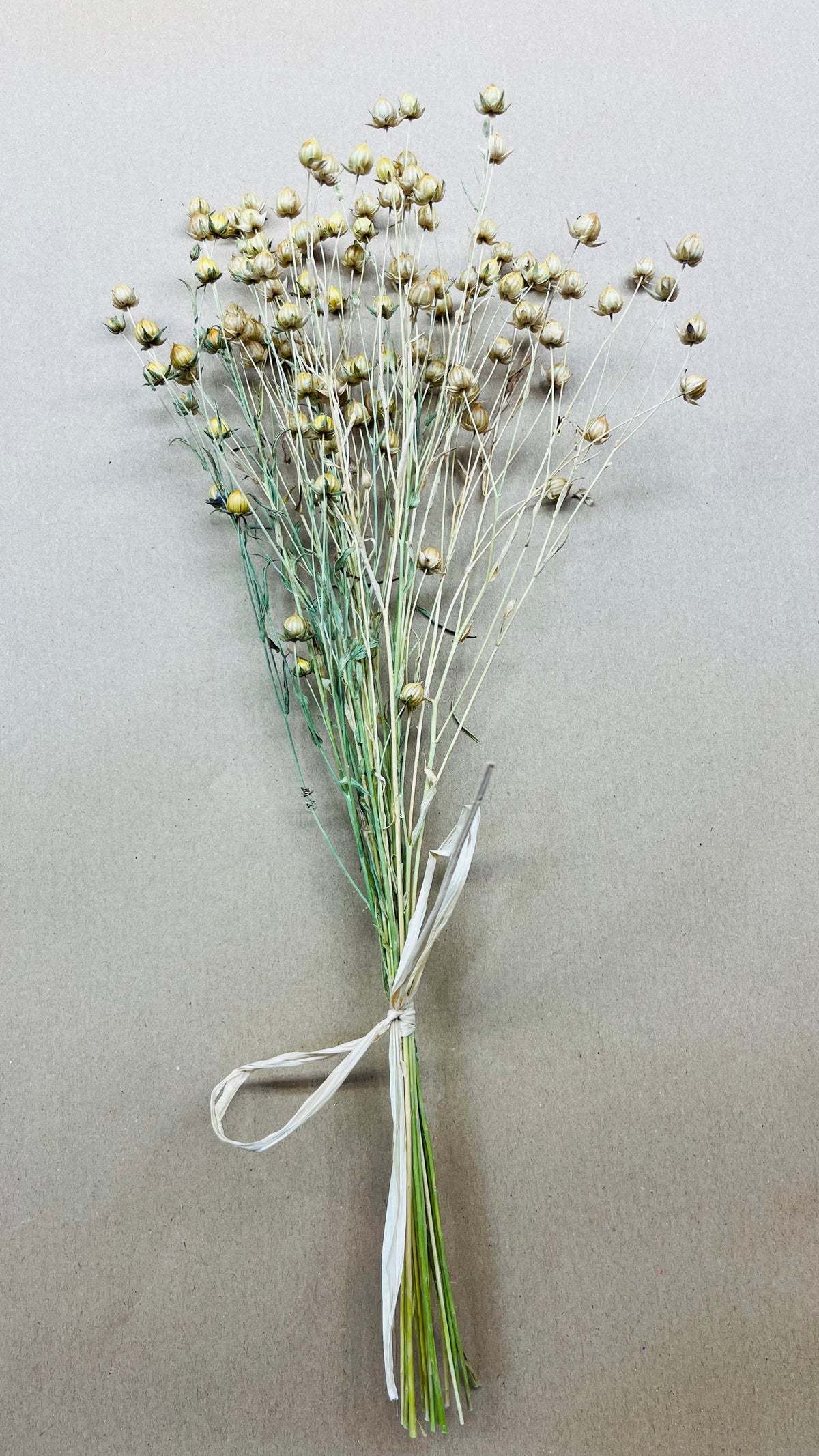 Dried Flax Shorter Stem