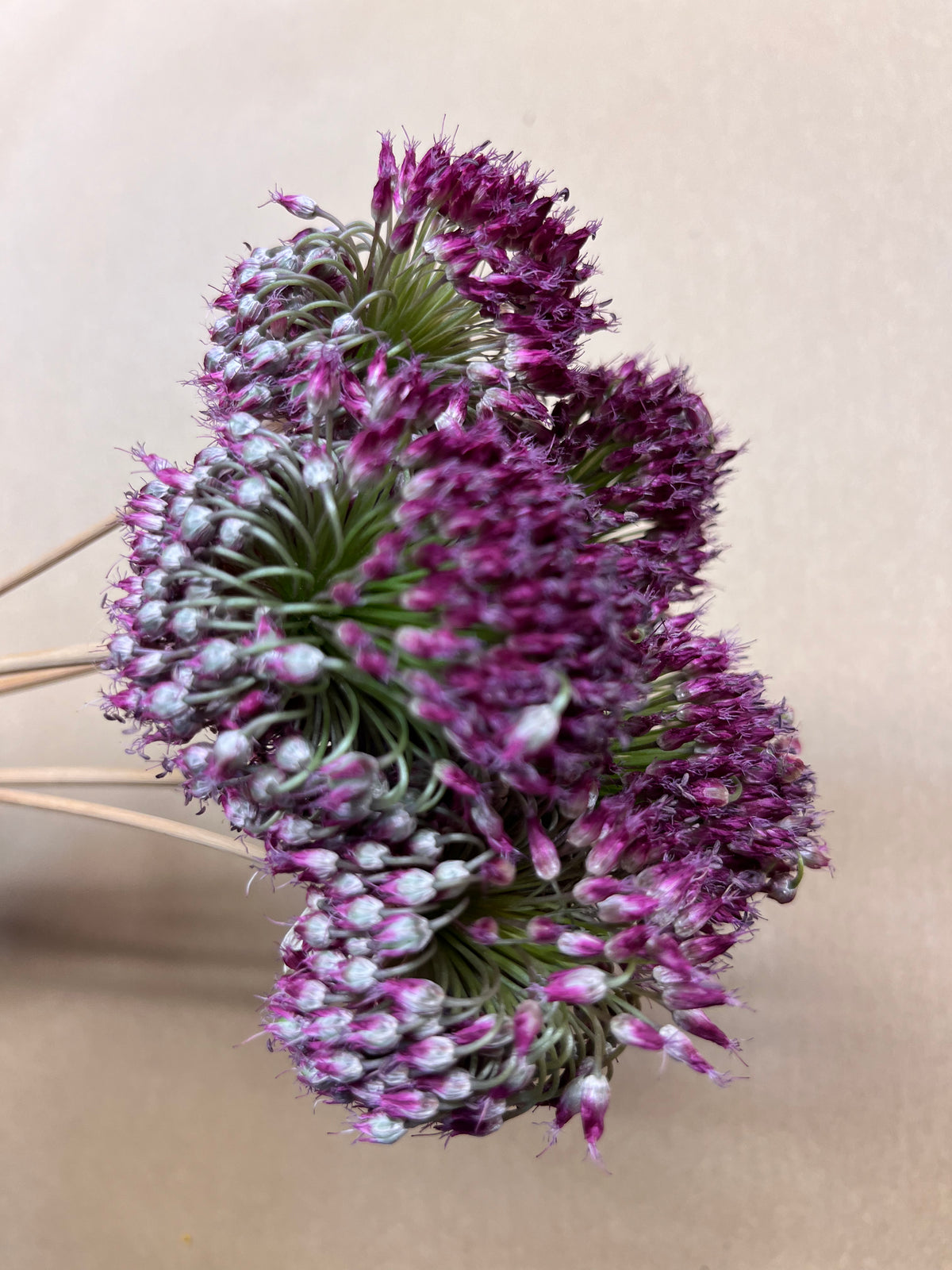 Dried Allium Drumstick