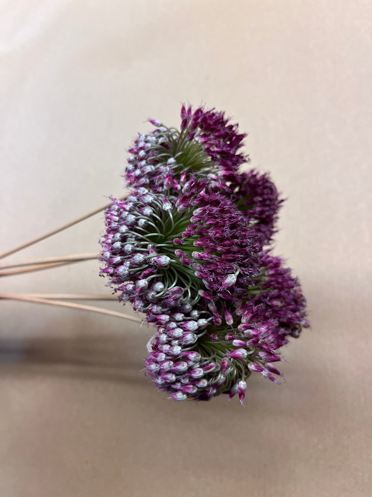 Dried Allium Drumstick