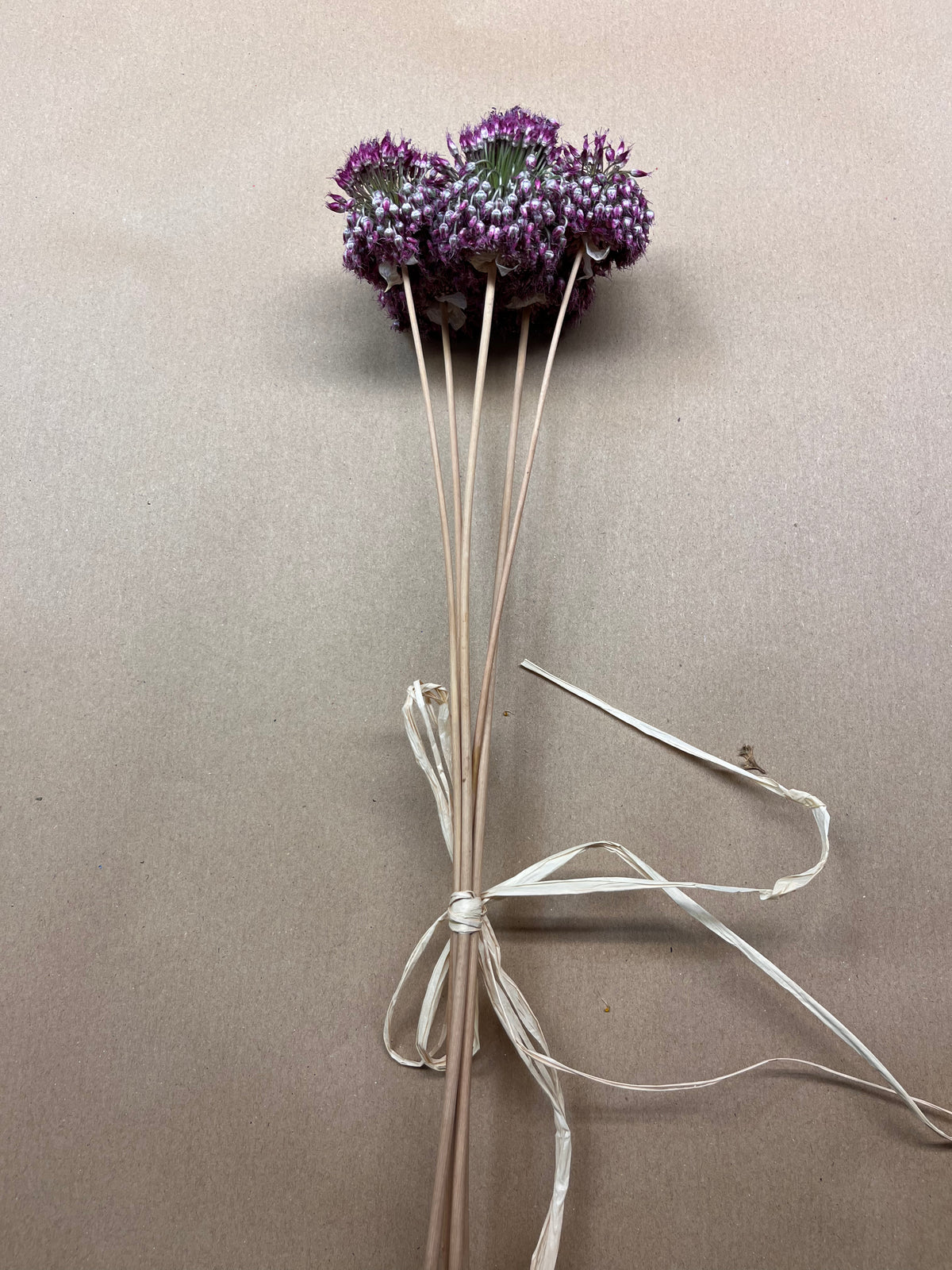 Dried Allium Drumstick