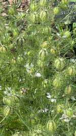 Nigella - flowers and seedheads