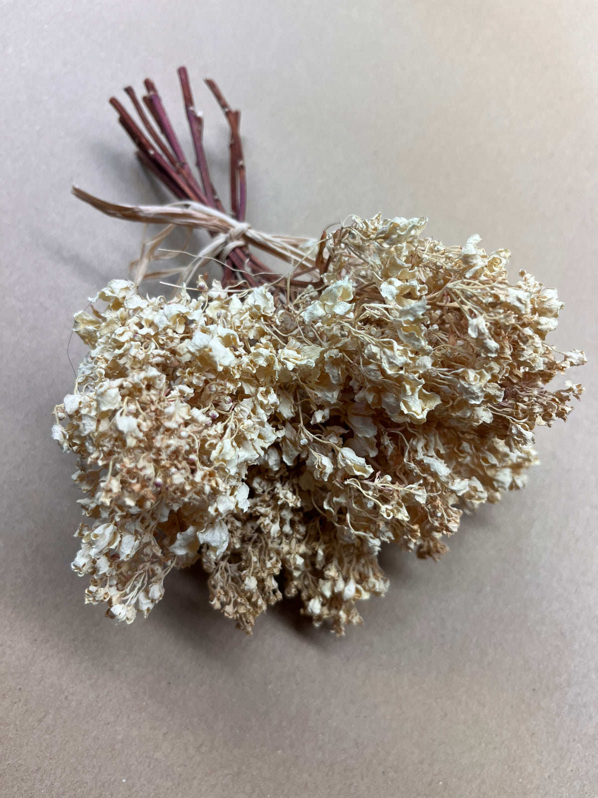 Dried Hydrangea