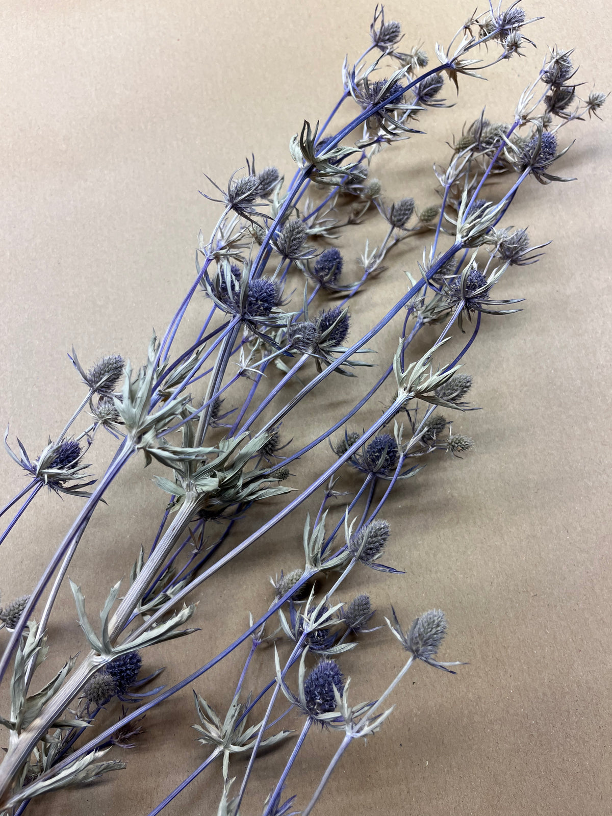 Dried Eryngium Planum