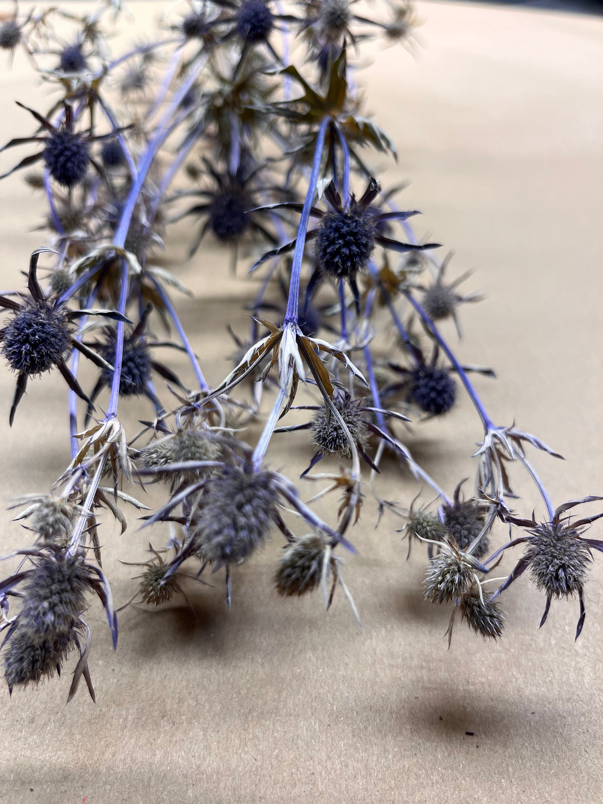 Dried Eryngium Planum