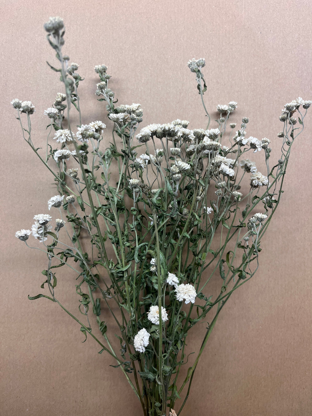 Dried Achillea The Pearl