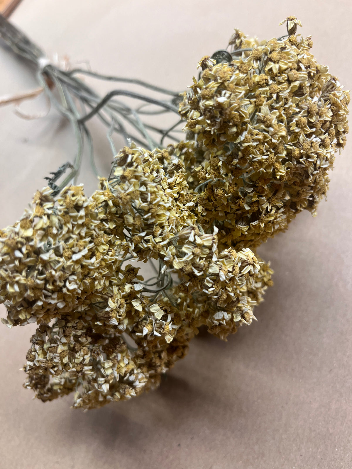 Dried Achillea Butter Yellow (Yarrow)