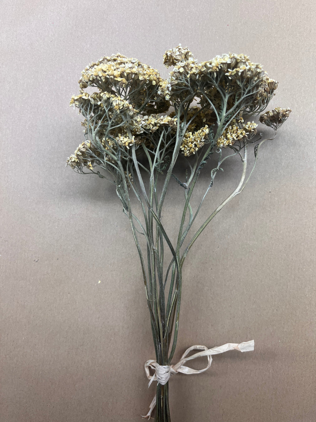 Dried Achillea Butter Yellow (Yarrow)