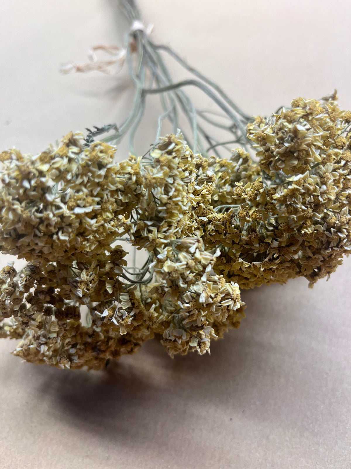 Dried Achillea Butter Yellow (Yarrow)