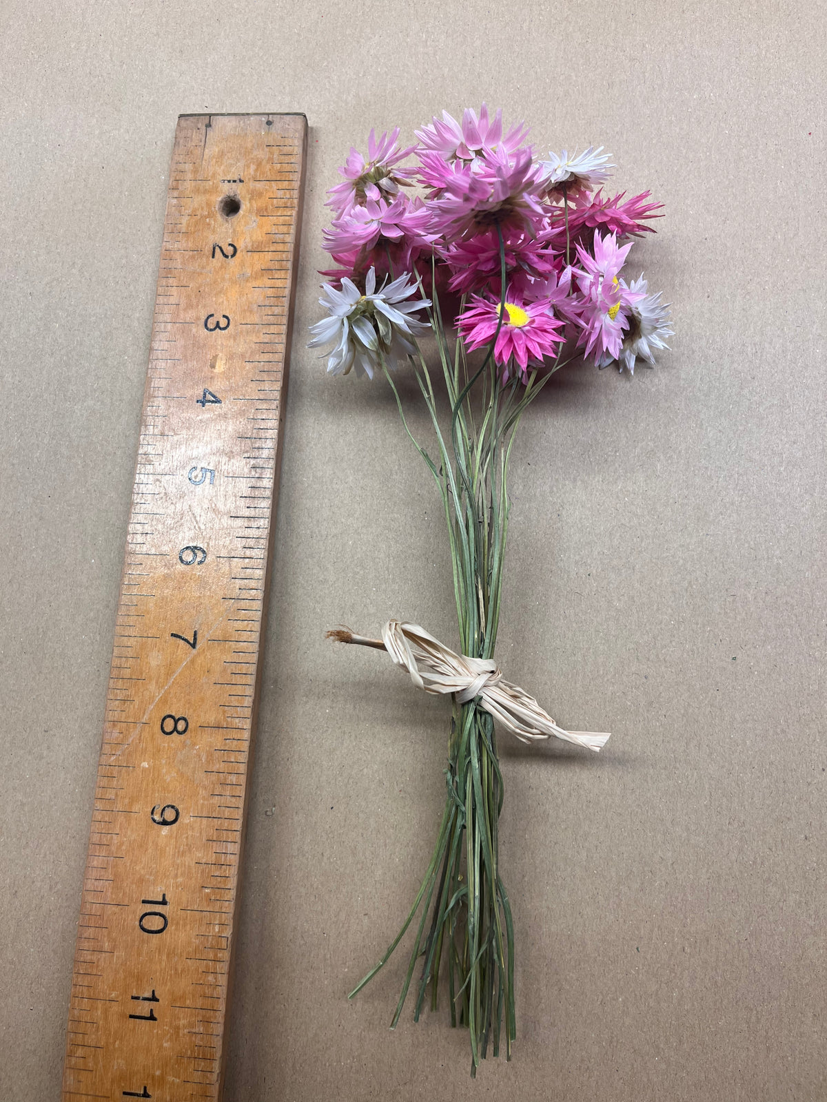 Dried Pink Straw Flower